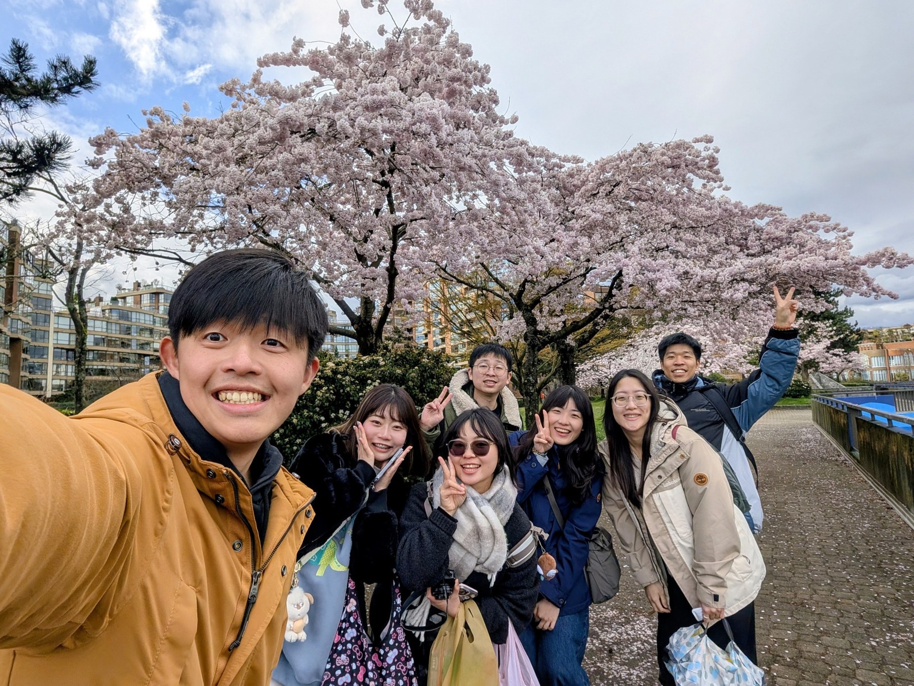 Vancouver cherry blossoms